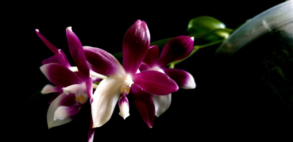 orchid